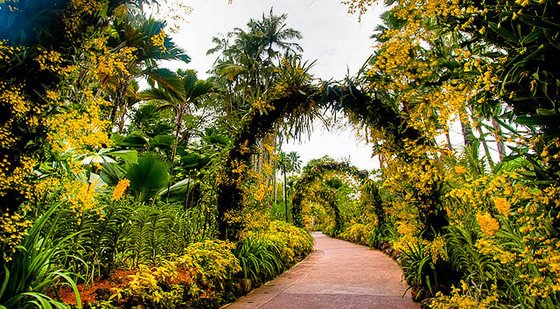 Botânico Nacional-Orchid Garden - Cingapura