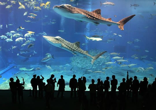 Dubai Aquarium and Underwater Zoo