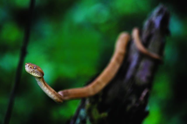 Snake Island | Photo by Joao Marcos Rosa