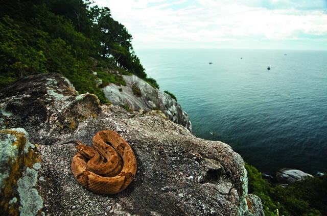 Snake Island